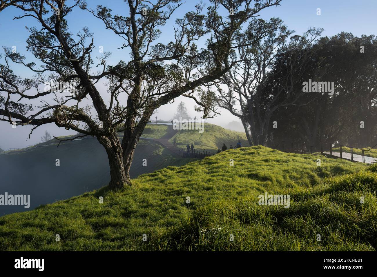 Bäume im Nebel auf dem Gipfel des Mount Eden, ununterscheidende Menschen, die in der Ferne zu Fuß unterwegs sind, Auckland Stockfoto