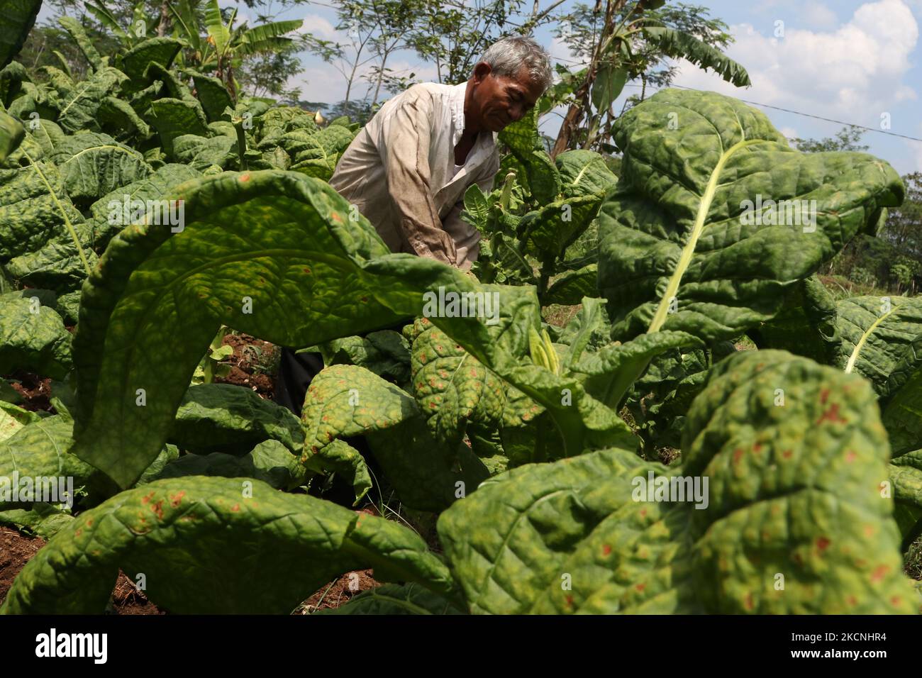 Bauern ernten am 27. September 2021 in Temanggung, Indonesien, Tabakernte. Die Tabakindustrie in Indonesien steht vor großen Herausforderungen, wenn die Erntezeit eintrifft, aufgrund der starken Regenfälle in der Trockenzeit, der anhaltenden COVID-19-Pandemie und der Zunahme der Zigarettenverbrauchsteuern, die zu einem Rückgang der Tabakpreise führen, was zu enormen Verlusten für die Landwirte führt. Dasril Roszandi (Foto von Dasril Roszandi/NurPhoto) Stockfoto