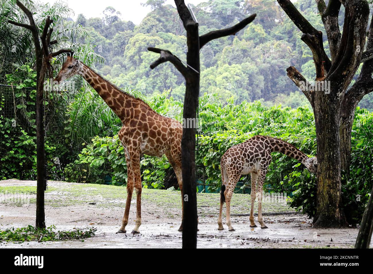 Eine junge Rothschilds Giraffe (R) und ein erwachsener Hybrid aus Rothschild- und Transvaal-Giraffe ernähren sich am 30. September 2021 in Singapur von Pflanzen im Zoo von Singapur. Das junge Duo aus dem indischen Mysuru Zoo gibt heute ein öffentliches Debüt, nachdem es eine neuntägige Reise von Indien auf dem Land- und Seeweg hinter sich gebracht und drei Monate lang in Singapur in Quarantäne verbracht hat. Mit weniger als 2.000 der noch in freier Wildbahn lebenden Unterarten trägt das Wildlife Reserves Singapore dazu bei, diese Unterart zu schützen, indem es das Duo gemeinsam mit der Junggesellenherde des Singapore Zoo pflegt. (Foto von Suhaimi Abdullah/NurPhoto) Stockfoto