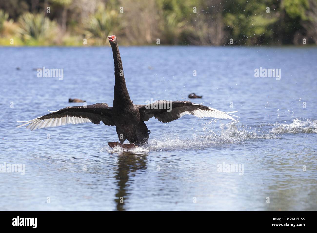 Ein schwarzer Schwan (Cygnus atratus) landet am 01. Oktober 2021 auf einem See im Groynes Park in Christchurch, Neuseeland. Schwarze Schwäne, die in Australien heimisch sind, wurden im Jahr 1860s nach Neuseeland eingeführt und die Art ist heute sowohl auf den Nord- als auch auf den Südinseln Neuseelands weit verbreitet. (Foto von Sanka Vidanagama/NurPhoto) Stockfoto