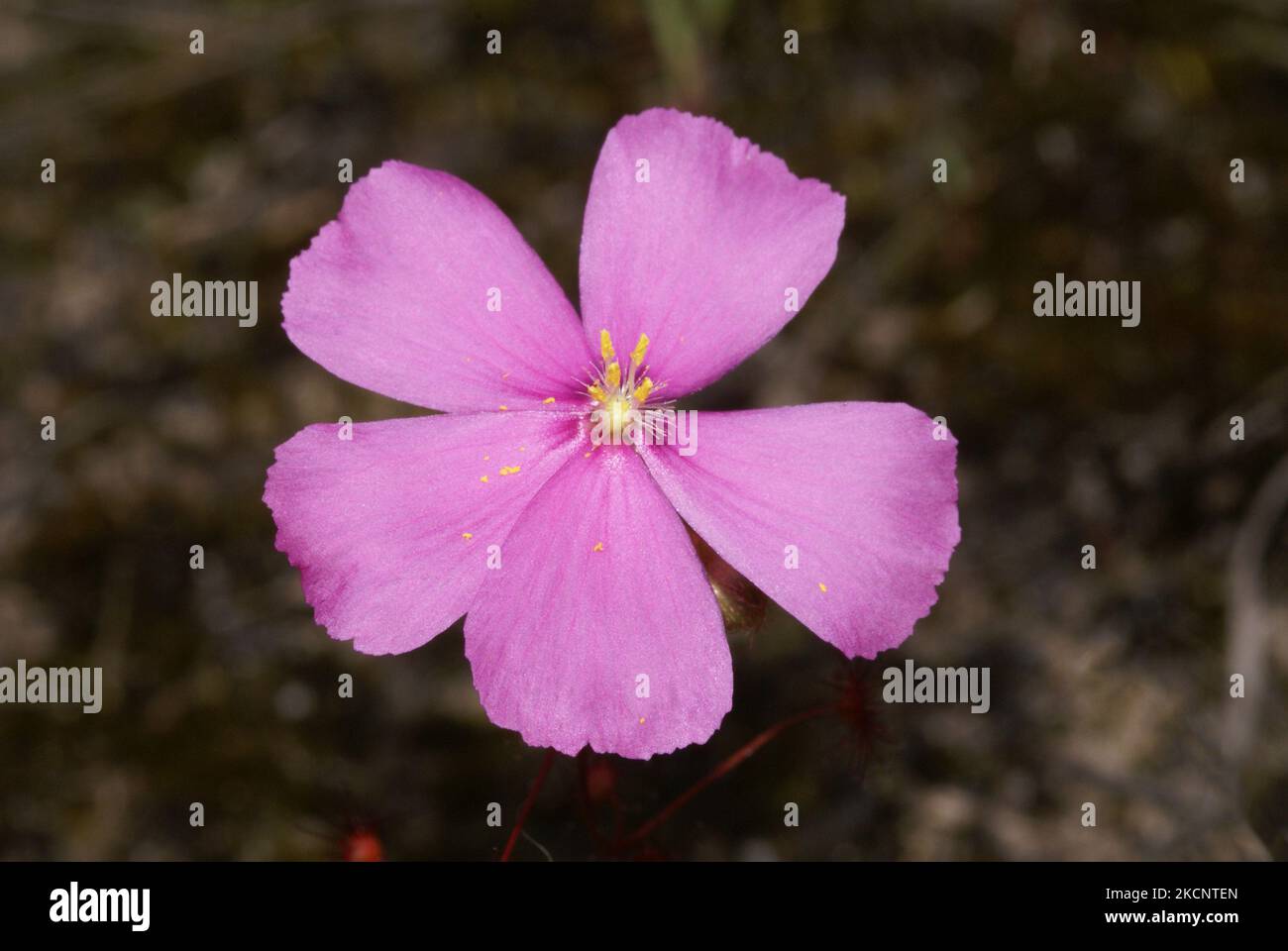 Rosa Blume des rosa Regenbogensundaws (Drosera menziesii), Westaustralien Stockfoto