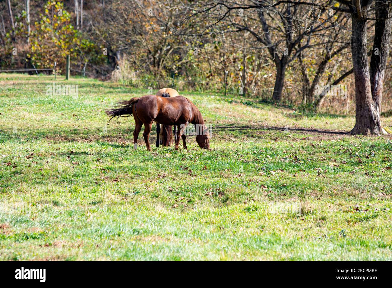 Zwei Pferde grasen im Oktober auf einer Weide in Ohio. Stockfoto