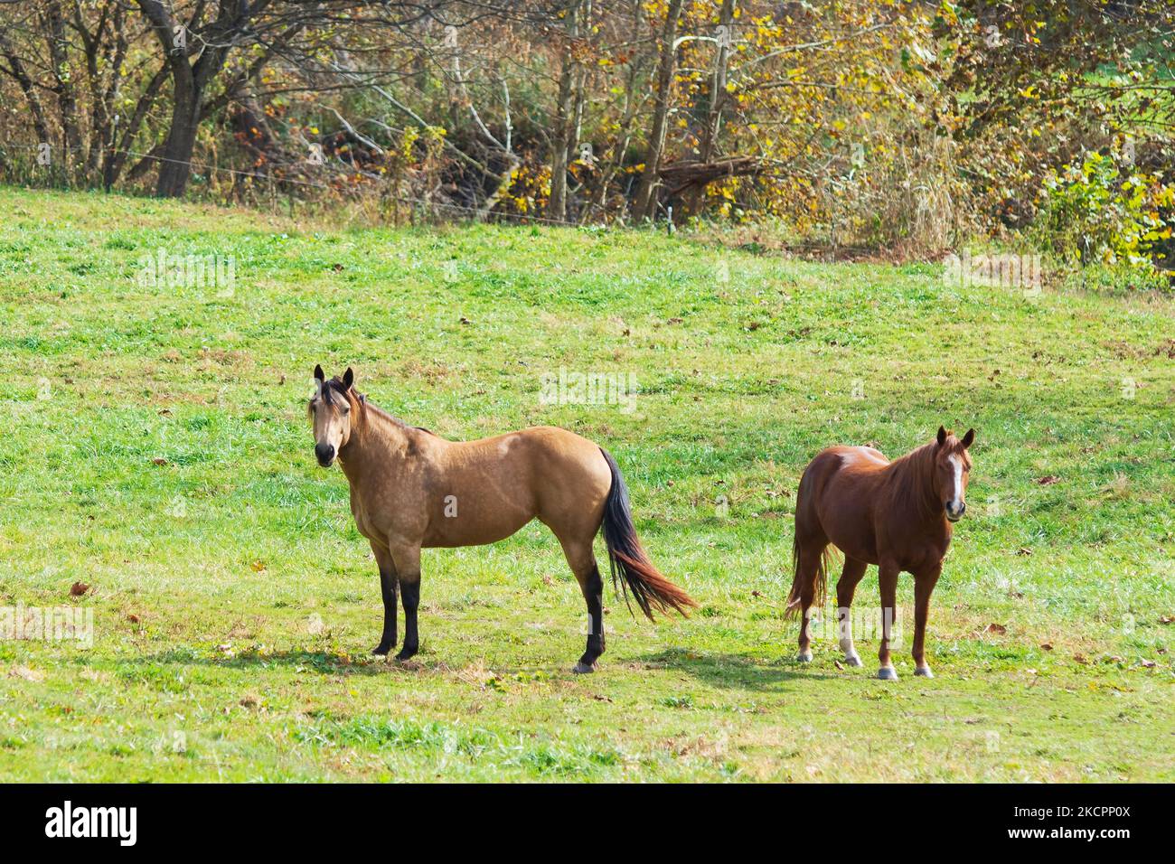 Zwei Pferde auf einer Herbstweide blicken mit negativem Raum auf die Kamera zurück. Stockfoto