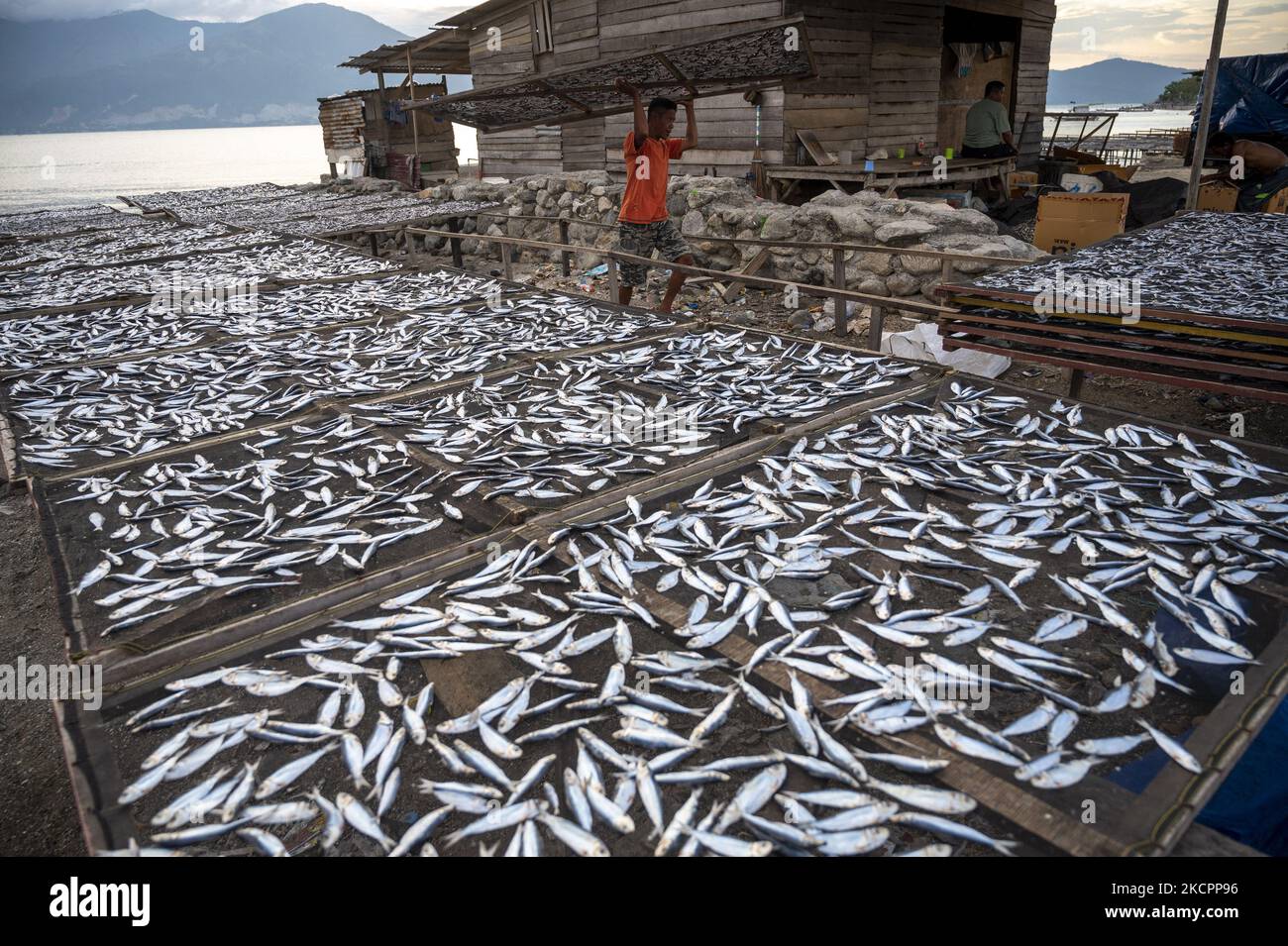 Am 16. Oktober 2021 sammelt ein Arbeiter getrockneten Fisch am Mamboro Beach, Palu Bay, Central Sulawesi, Indonesien. Indonesien ist ein Inselstaat, dessen Territorium zu 70 Prozent aus dem Meer besteht. Indonesien ist auch ein Land mit dem größten Fangpotenzial der Welt, das eine Produktion von 10,2 Millionen Tonnen pro Jahr, bestehend aus 9,3 Millionen Tonnen mariner Fangfischerei und 0,9 Millionen Tonnen Land, aufweist und weiterhin mit einem durchschnittlichen Wachstum von 3,61 Prozent pro Jahr wächst. (Foto von Basri Marzuki/NurPhoto) Stockfoto