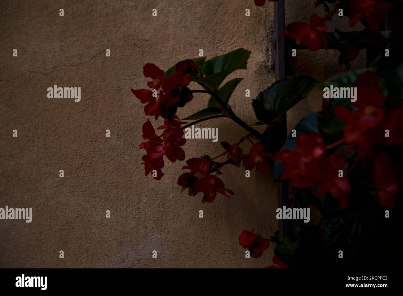 Begonia hängt an einem Gitter aus der Nähe Stockfoto