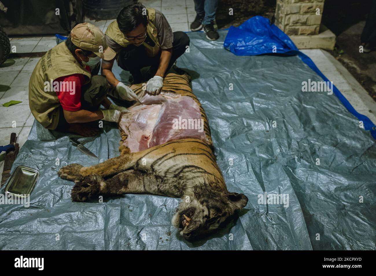 Oficers von Indonesia Nature Conservation Agency untersuchen einen Tiger, der in Pekanbaru, Provinz Riau, zu Tode gefangen war. Die Neutroskopie oder Obduktion des Körpers eines toten Sumatra-Tigers, der tot in einer Falle gefunden wurde. (Foto von Afrianto Silalahi/NurPhoto) Stockfoto