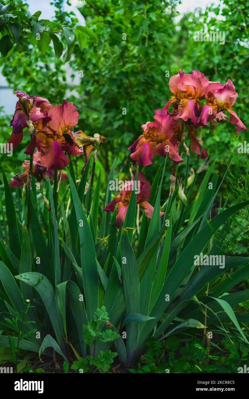 Nahaufnahme der großen roten Iris im Sommer im Garten Stockfoto