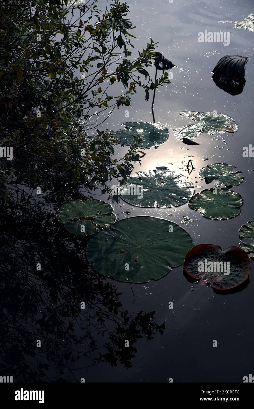 Lily Pads und Lotusblätter auf dem Wasser an einem bewölkten Tag Stockfoto