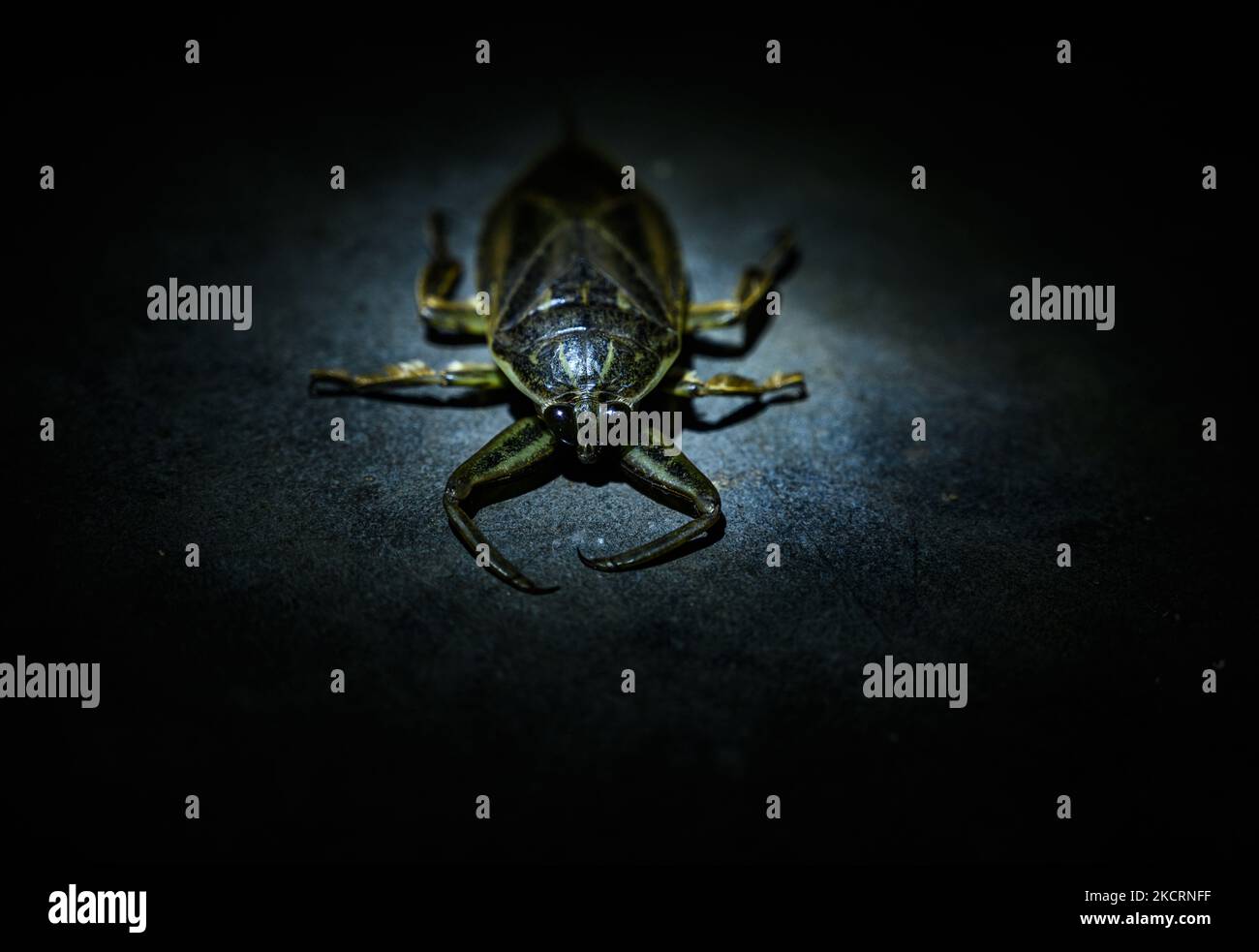 Der Riesenwasserwanze (Lethocerus indicus) oder Zehe-Biter ist eine Gattung der hemipteranischen Familie Belostomatidae, die in Süd- und Südostasien sowie im Südosten Chinas, den Ryukyu-Inseln und Neuguinea beheimatet ist. Es enthält die größten echten Käfer, die 12 cm (4,7 Zoll) überschreiten und fast die Länge einiger der größten Käfer der Welt erreichen können; verteilt in tropischen, subtropischen und gemäßigten Gebieten der Welt. Riesige Wasserwanzen sind aggressive Raubtiere, die Fische, Schnecken, Krebstiere, Amphibien sowie Babyschildkröten und Wasserschlangen stampfen, fangen und ernähren. Sie schlagen, spritzen giftig ein Stockfoto