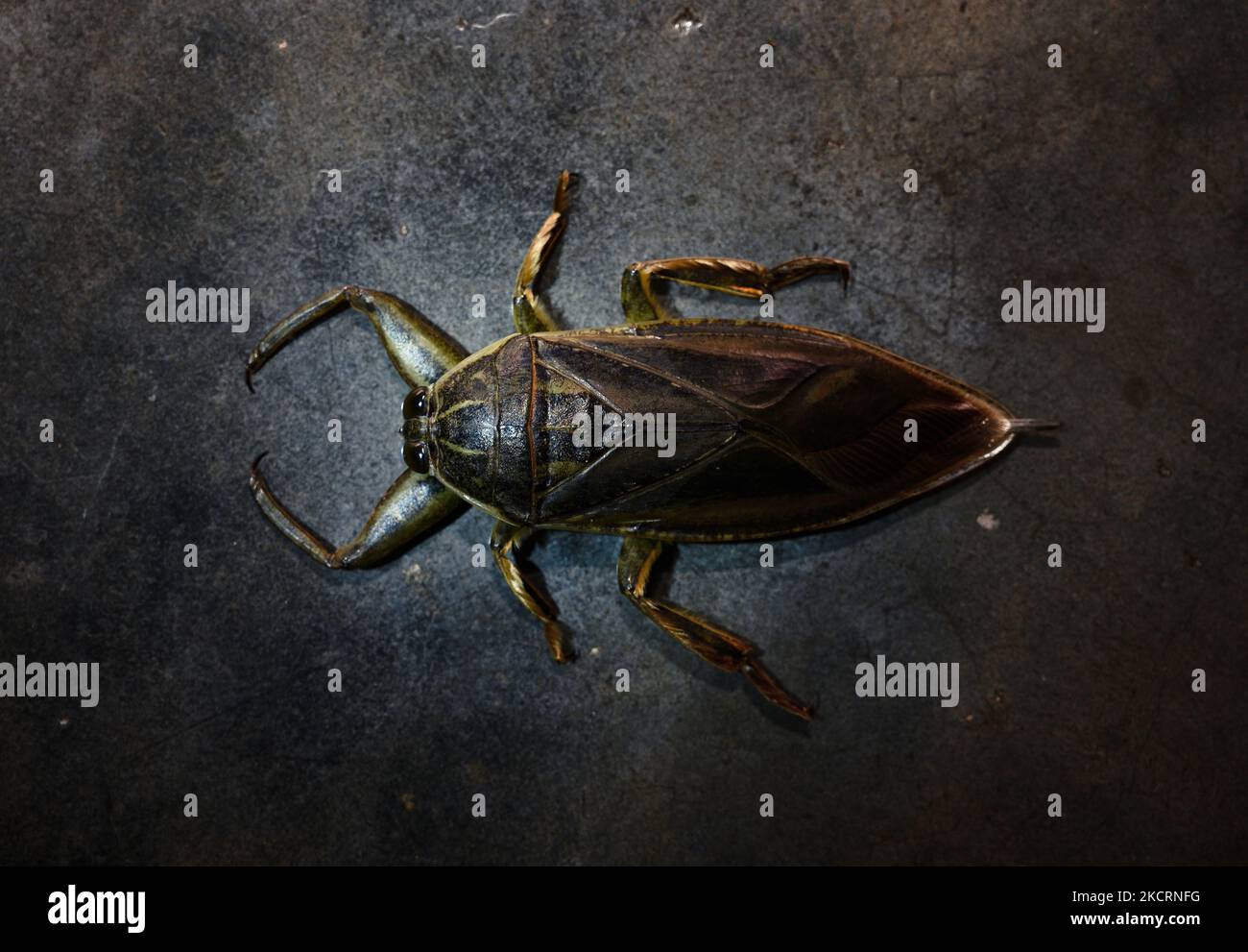 Der Riesenwasserwanze (Lethocerus indicus) oder Zehe-Biter ist eine Gattung der hemipteranischen Familie Belostomatidae, die in Süd- und Südostasien sowie im Südosten Chinas, den Ryukyu-Inseln und Neuguinea beheimatet ist. Es enthält die größten echten Käfer, die 12 cm (4,7 Zoll) überschreiten und fast die Länge einiger der größten Käfer der Welt erreichen können; verteilt in tropischen, subtropischen und gemäßigten Gebieten der Welt. Riesige Wasserwanzen sind aggressive Raubtiere, die Fische, Schnecken, Krebstiere, Amphibien sowie Babyschildkröten und Wasserschlangen stampfen, fangen und ernähren. Sie schlagen, spritzen giftig ein Stockfoto