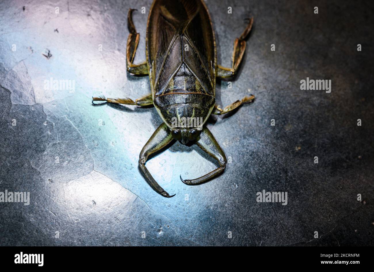 Der Riesenwasserwanze (Lethocerus indicus) oder Zehe-Biter ist eine Gattung der hemipteranischen Familie Belostomatidae, die in Süd- und Südostasien sowie im Südosten Chinas, den Ryukyu-Inseln und Neuguinea beheimatet ist. Es enthält die größten echten Käfer, die 12 cm (4,7 Zoll) überschreiten und fast die Länge einiger der größten Käfer der Welt erreichen können; verteilt in tropischen, subtropischen und gemäßigten Gebieten der Welt. Riesige Wasserwanzen sind aggressive Raubtiere, die Fische, Schnecken, Krebstiere, Amphibien sowie Babyschildkröten und Wasserschlangen stampfen, fangen und ernähren. Sie schlagen, spritzen giftig ein Stockfoto