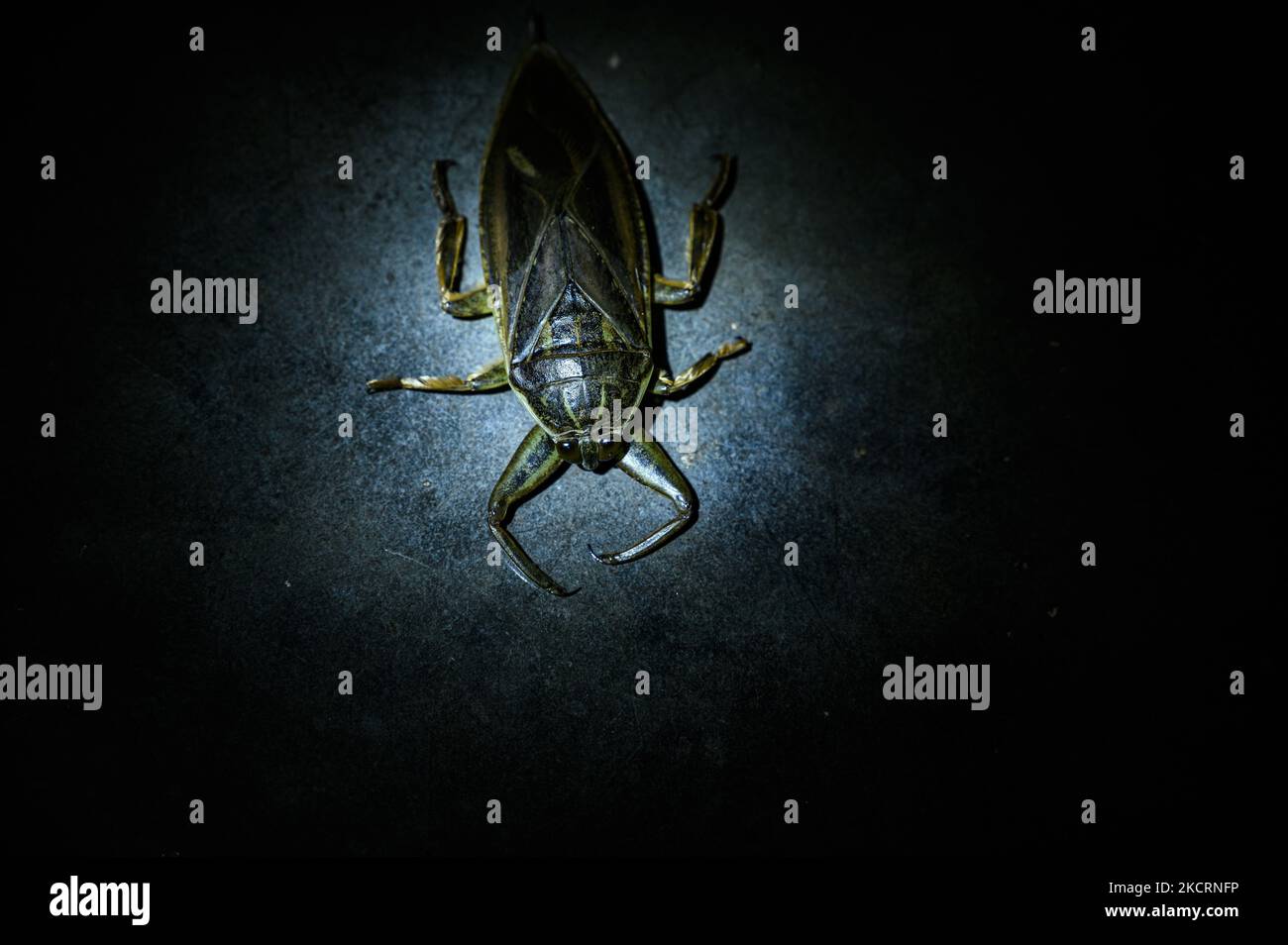 Der Riesenwasserwanze (Lethocerus indicus) oder Zehe-Biter ist eine Gattung der hemipteranischen Familie Belostomatidae, die in Süd- und Südostasien sowie im Südosten Chinas, den Ryukyu-Inseln und Neuguinea beheimatet ist. Es enthält die größten echten Käfer, die 12 cm (4,7 Zoll) überschreiten und fast die Länge einiger der größten Käfer der Welt erreichen können; verteilt in tropischen, subtropischen und gemäßigten Gebieten der Welt. Riesige Wasserwanzen sind aggressive Raubtiere, die Fische, Schnecken, Krebstiere, Amphibien sowie Babyschildkröten und Wasserschlangen stampfen, fangen und ernähren. Sie schlagen, spritzen giftig ein Stockfoto