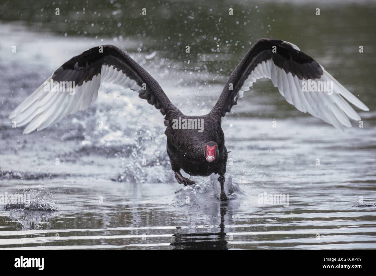 Ein schwarzer Schwan fliegt am 29. Oktober 2021 im Groynes Park in Christchurch, Neuseeland, über das Wasser. (Foto von Sanka Vidanagama/NurPhoto) Stockfoto