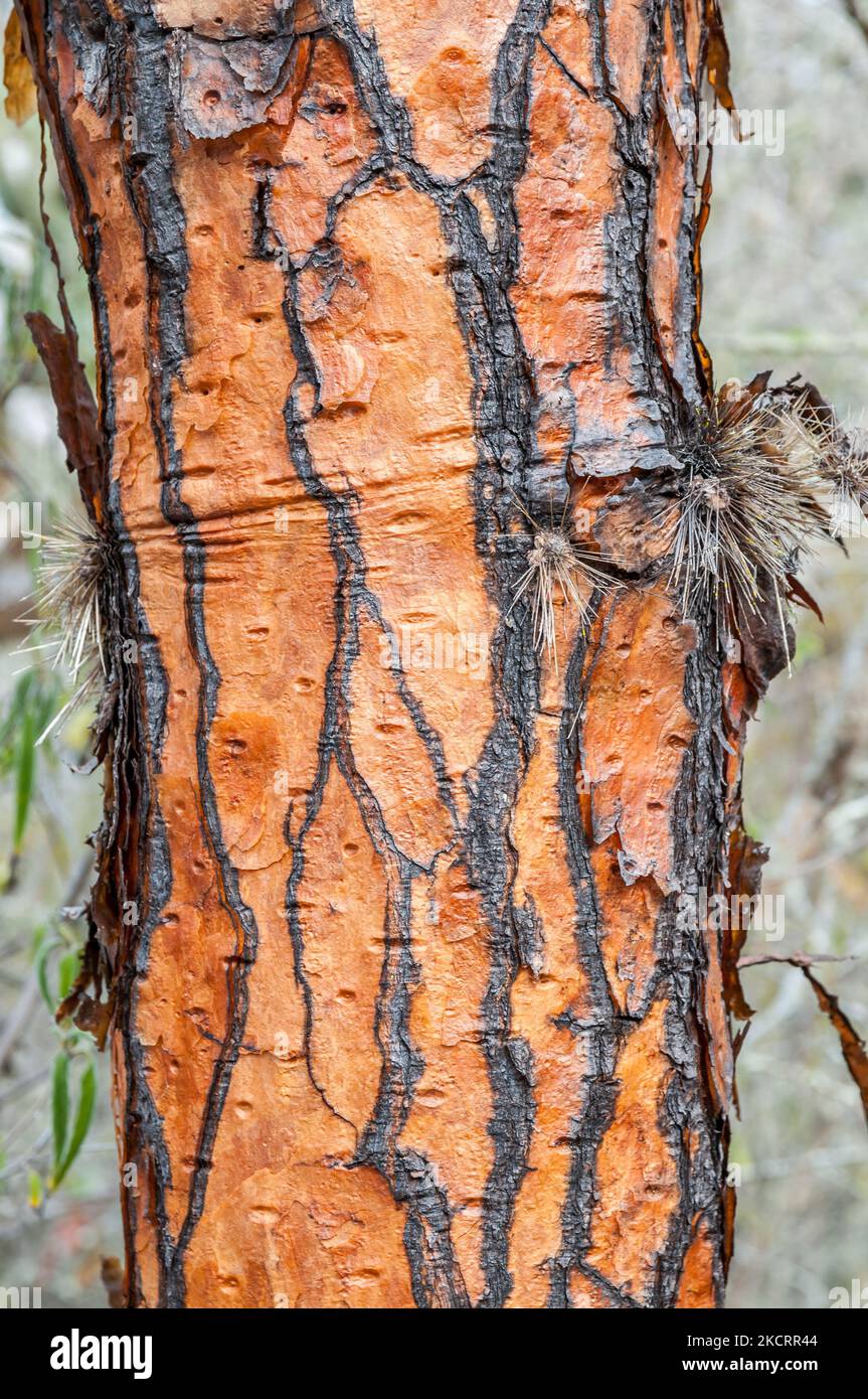 Opuntia galapageia var. gigantea, Detail der Rinde, Santa Cruz, Galapagos-Inseln Stockfoto