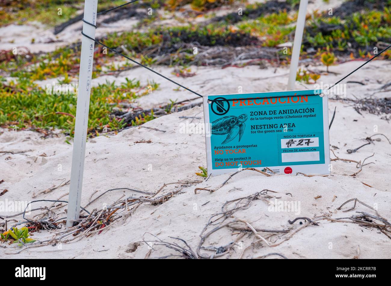 Nistgebiet Signal für die Grüne Meeresschildkröte, Tortuga Bay, Santa Cruz, Galapagos Inseln Stockfoto