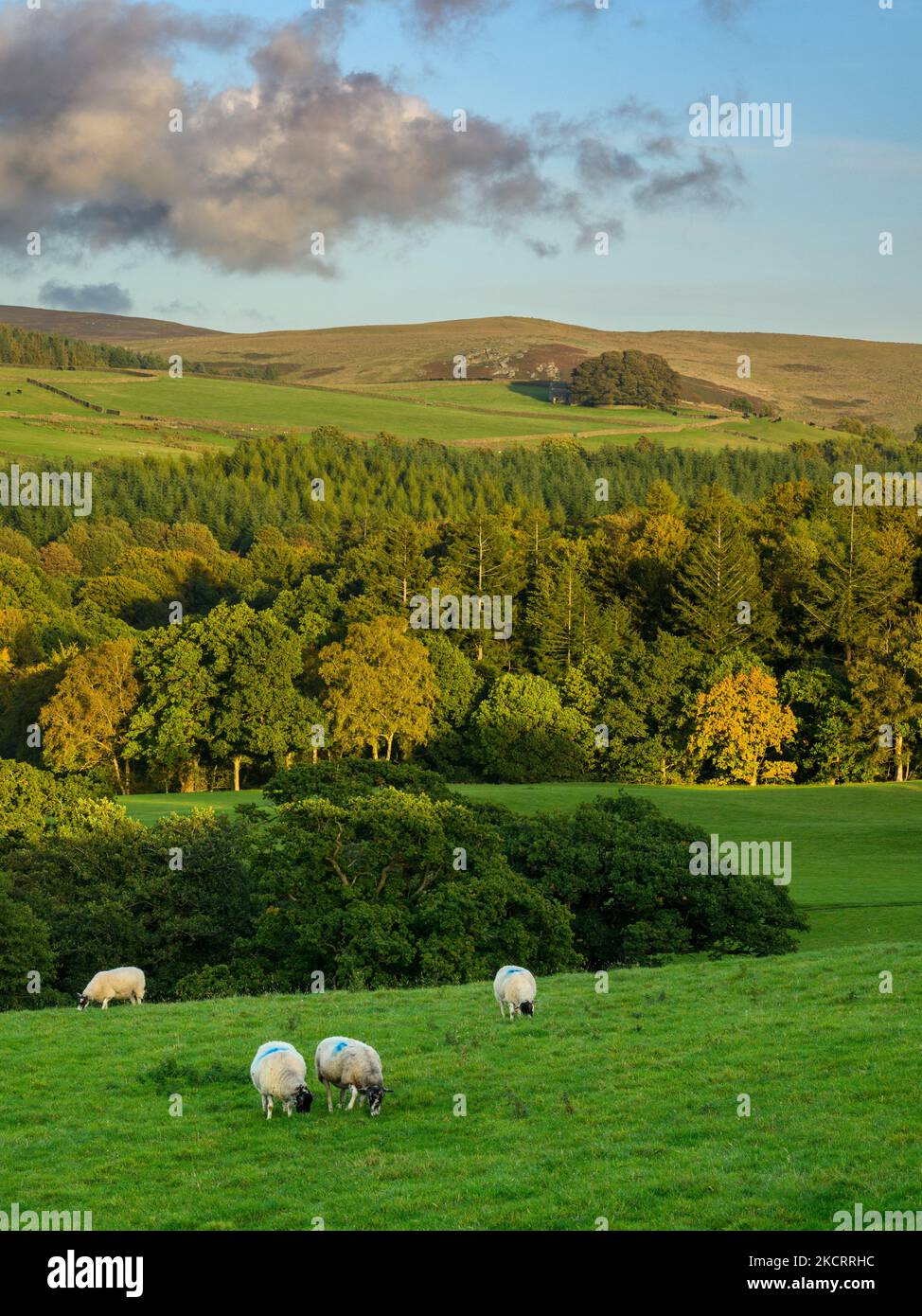 Schöne sonnige Aussicht auf Wharfedale (Wald von Bäumen auf Talhang, Sonne auf hohen Fjells, Ackerland, Grasland, blauer Himmel) - Yorkshire Dales, England, Großbritannien. Stockfoto