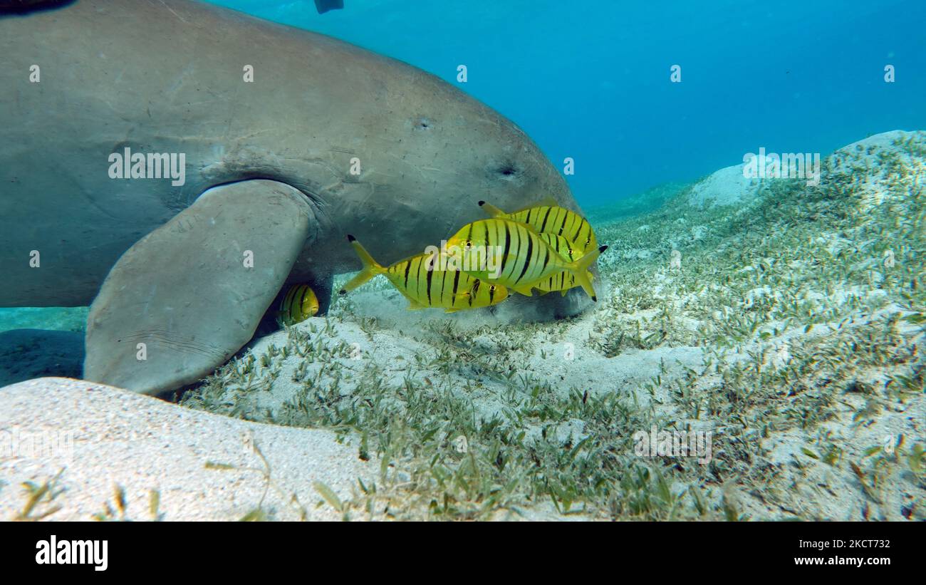 Dugong. Baby Dugong aus der Bucht von Mars Mubarak Dugongo. Seekuh in Marsa Alam. Bucht von Marsa Mubarak. Stockfoto