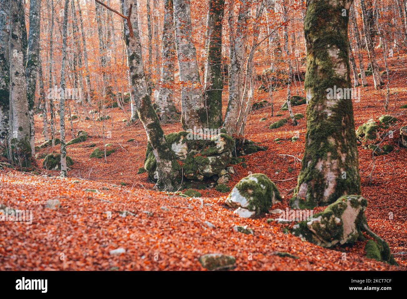 Laub im Abruzzen-Nationalpark, Italien Stockfoto