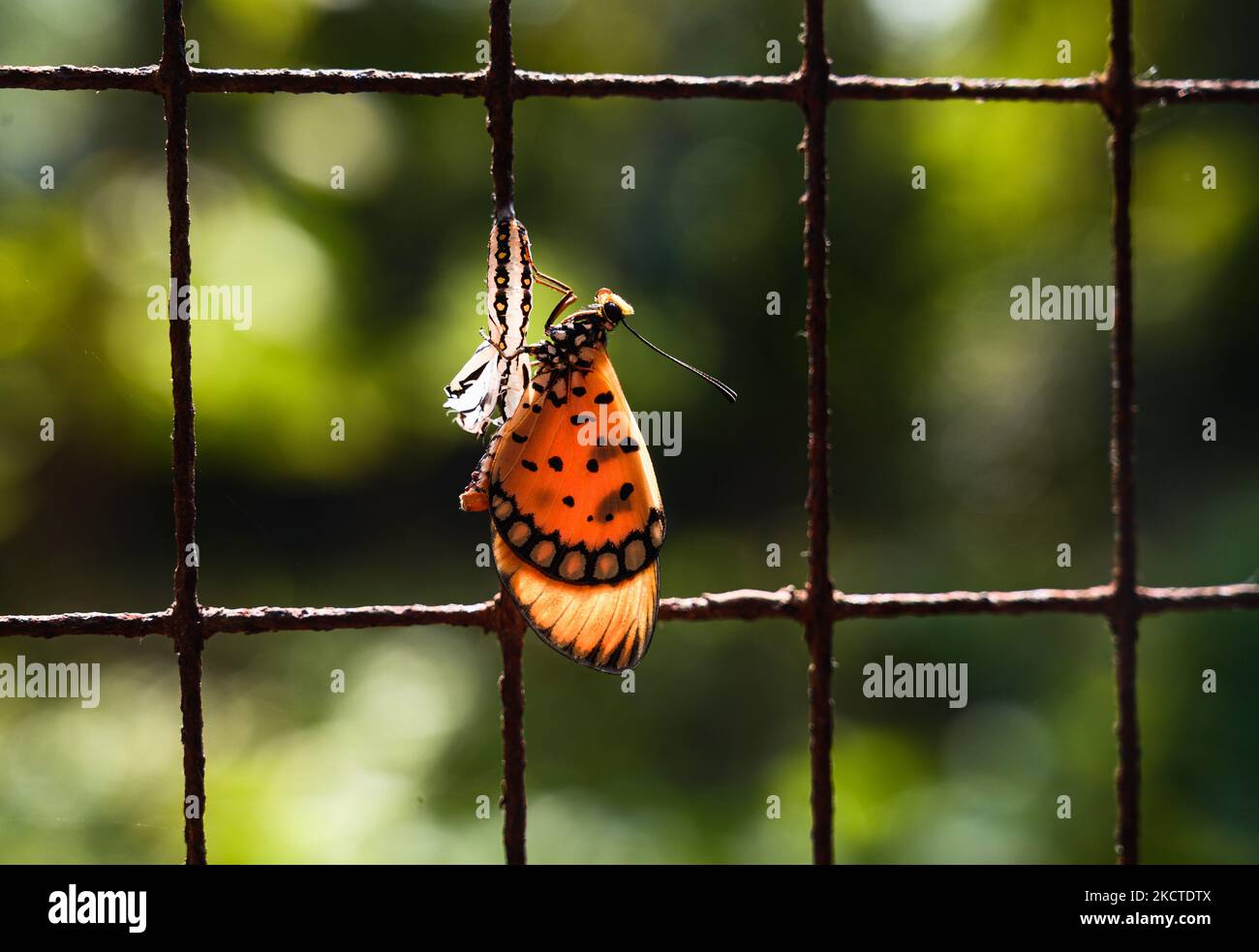 Eine Schmetterlingsraupe der Tawny Coster (Acraea terpsicore) wurde am 06/10/2021 in einem Haus am eisernen Fensternetz in Tehatta, Westbengalen, Indien, in eine Puppe verwandelt und dann in einen Schmetterling verwandelt. In der Pupationszeit nach einer Woche der Entwicklung wird die reife Puppe in den Thorax- und Flügelfällen dunkel, und Lachsorange im Bauch und in der Eklosion findet statt (Entstehung eines erwachsenen Insekts aus seinem Puppenfall). (Foto von Soumyabrata Roy/NurPhoto) Stockfoto