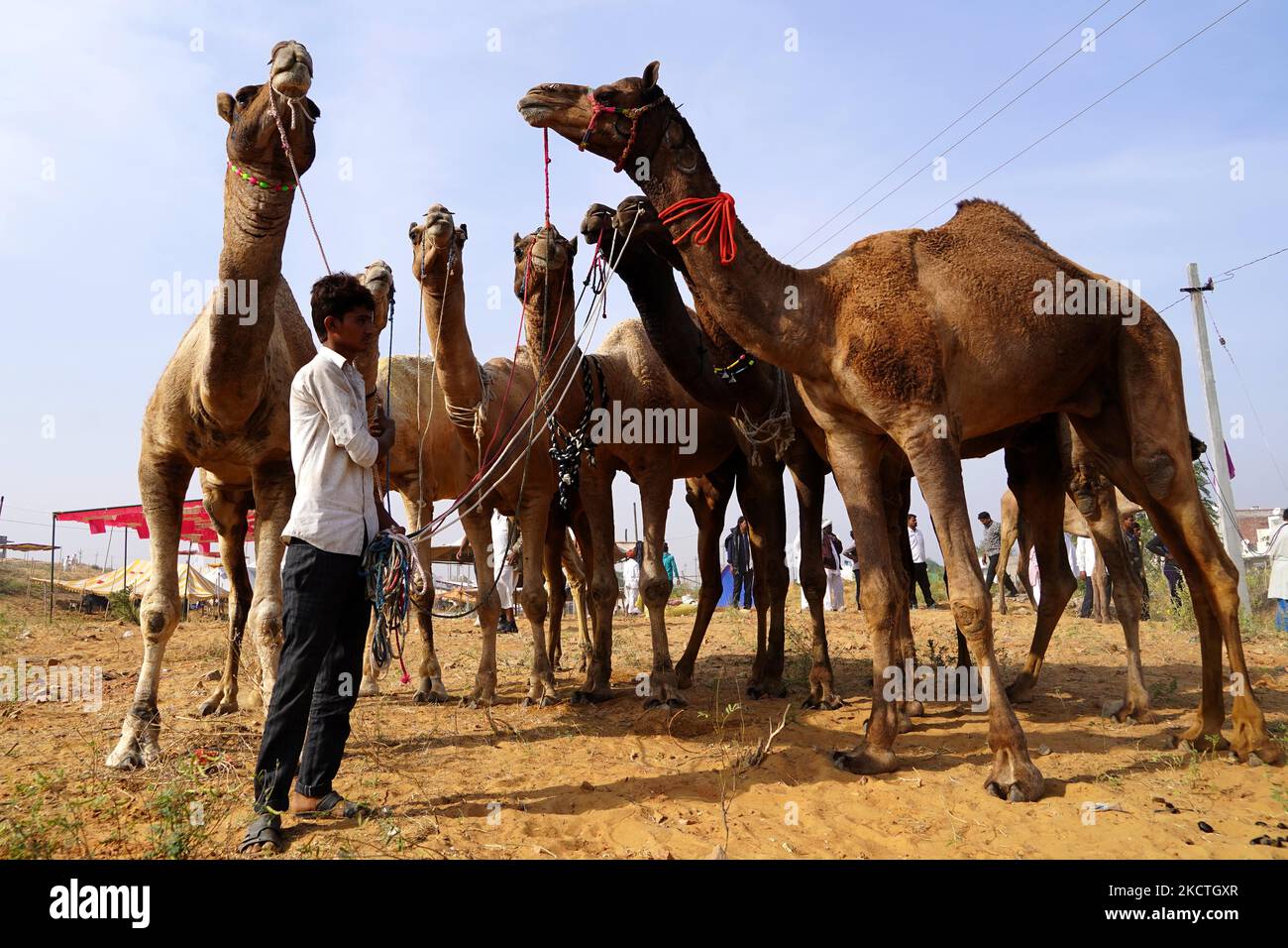 Indian Kamel Herder Mit Seinen Kamelen Auf Der Pushkar Fair In Der Wüste Indian State Of Rajasthan Am 08. November 2021. Tausende Von Tieren, Hauptsächlich Kamele, Werden Zur Messe Gebracht, Um Verkauft Und Gehandelt Zu Werden. (Foto von Himanshu Sharma/NurPhoto) Stockfoto