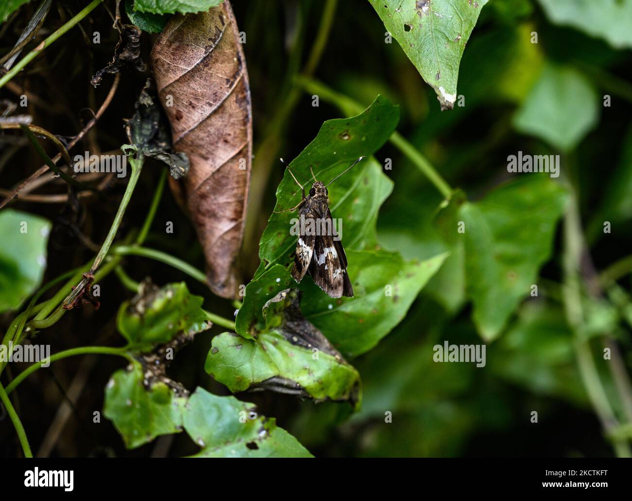 Ein Bengalbaumfalter (Hyarotis adrastus praba) sitzt auf dem Blatt in einem Wald auf Tehatta, Westbengalen; Indien am 10/11/2021. (Foto von Soumyabrata Roy/NurPhoto) Stockfoto