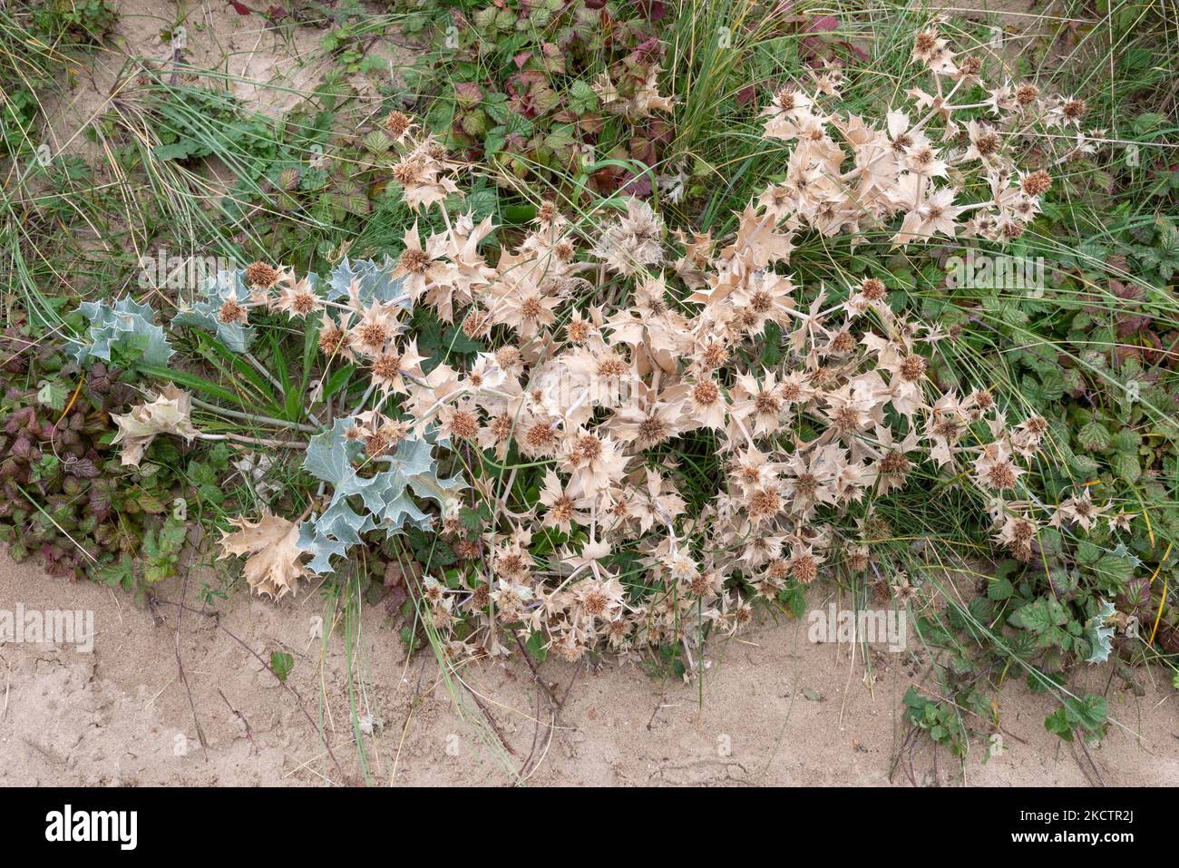 Sea Holly (Eryngium Maritimum) wächst an der Küste von Nord-Wales. Die Blütenköpfe sind im Herbst braun geworden. Stockfoto