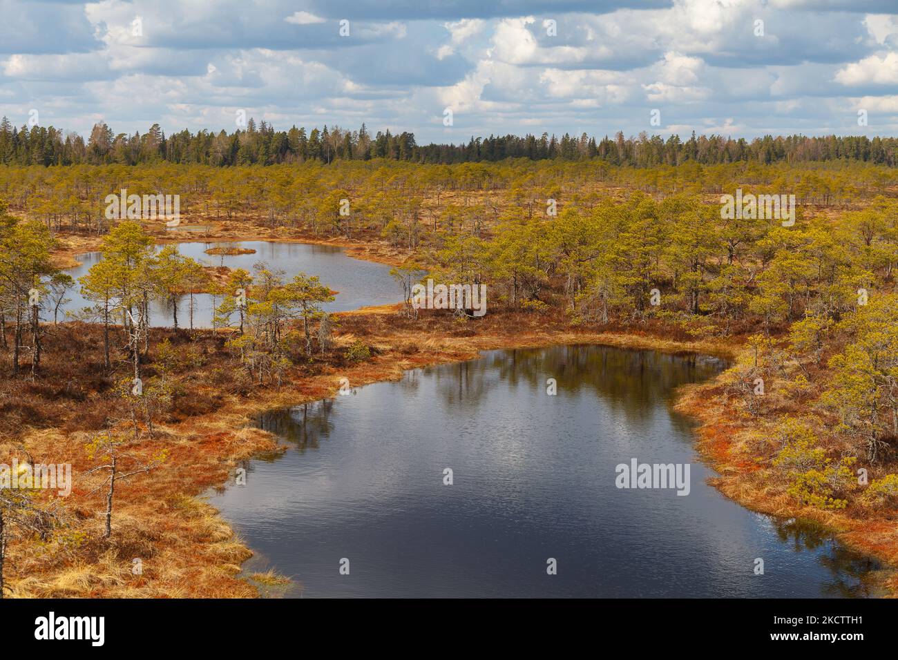 Sumpf mit Seen, Moor im estnischen Naturschutzgebiet. Stockfoto