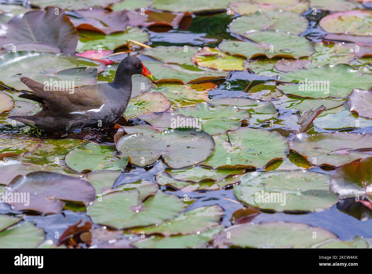 amerikanischer Vogel, der im See schwimmt, mit Seerose, Lotus Stockfoto