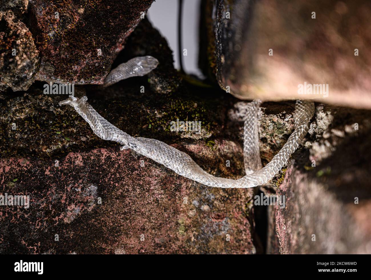 Eine Familie der Colubridae Schlangenmuschel am Wandloch, wo ein Neemsabling am 20/11/2021 in Tehatta, Westbengalen, Indien, herauskam. (Foto von Soumyabrata Roy/NurPhoto) Stockfoto