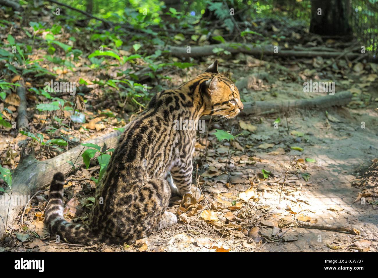 Seitenansicht des Ocelot Leopard, Leopardus pardalis Arten, die im Wald ruhen. Wildkatze, die in den Regenwäldern Mittelamerikas und Äquatorialamerikas lebt Stockfoto