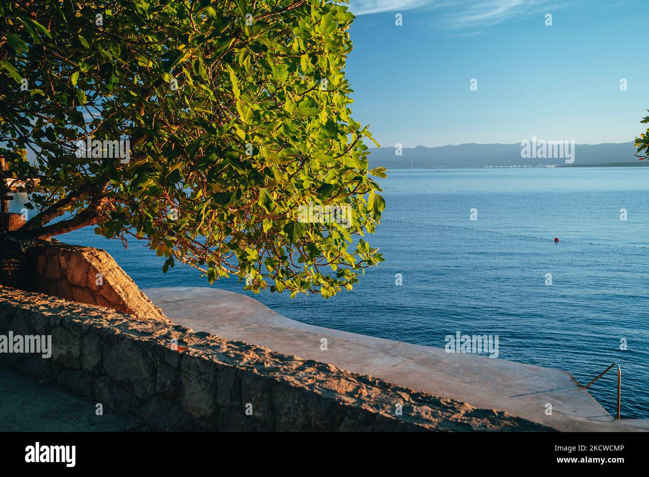 Große Kiefer auf Bank durch das blaue Meer genießen schöne Sonnenuntergang Licht in Brela, Makarska Region, Dalmatien, Kroatien. Stockfoto