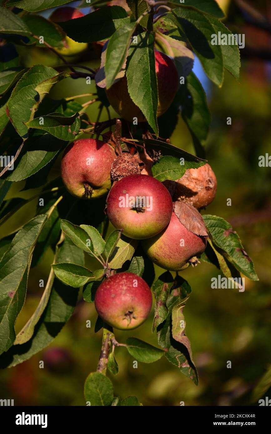 Äpfel verfaulen im Herbst auf dem Baum, während die Sonne am späten Nachmittag auf sie scheint. Stockfoto