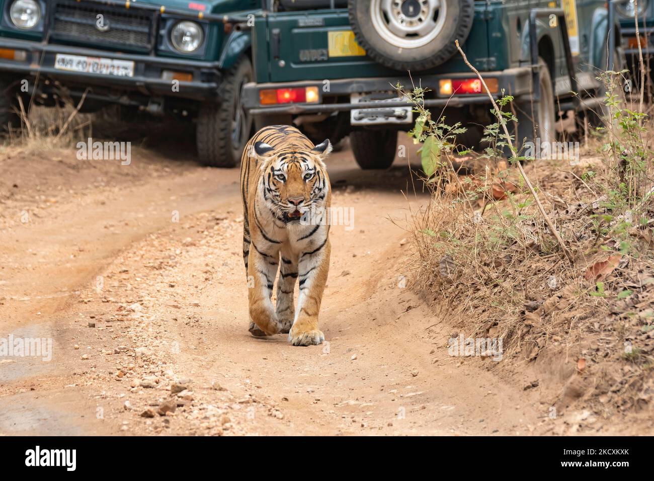 Eine Tigerin namens Baras, die während einer Wildtiersafari auf einem Waldweg mit Touristenfahrzeugen im Pench National Park unterwegs ist Stockfoto