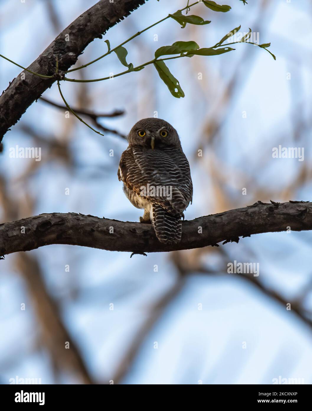 Eine Dschungeleule hoch oben auf einem Ast im Pench National Park während einer Wildtiersafari Stockfoto