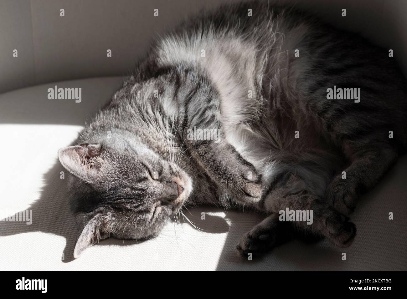 Gerade adoptiert flauschig grau tabby Katze schlafen zusammengerollt und friedlich auf einem Kissen in ihr für immer zu Hause in einem harten Sonnenlicht, hohen Kontrast Stockfoto
