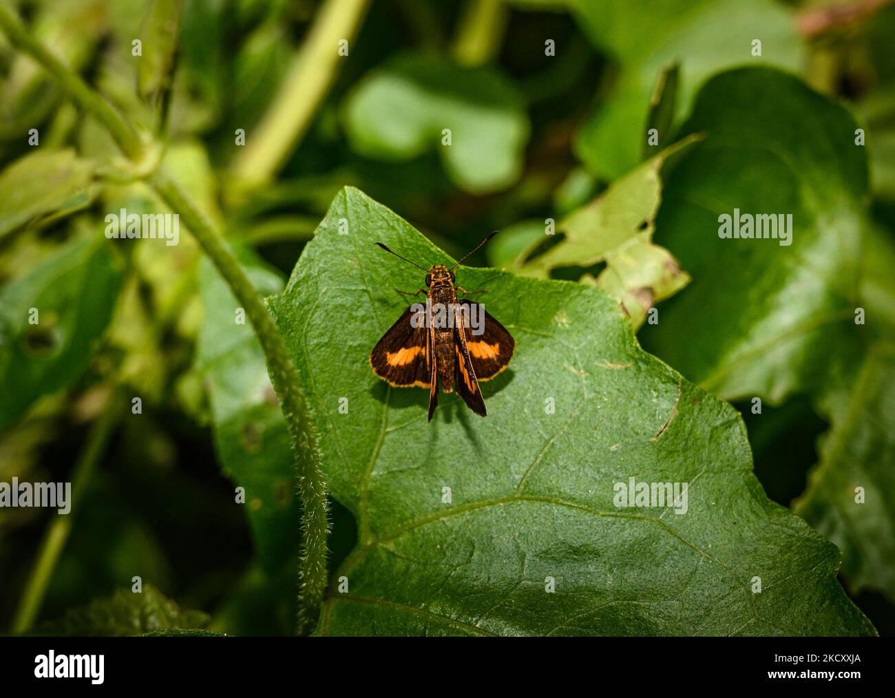 Ein Skipper oder Skipper Schmetterling ist ein Schmetterling der Familie Hesperiidae. Sie sind nach ihren schnellen, verflixten Fluggewohnheiten benannt. Am 12/12/2021 zeigt ein Schiffer-Schmetterling seine bunten Flügel in einem Wald in Tehatta, Westbengalen, Indien. (Foto von Soumyabrata Roy/NurPhoto) Stockfoto