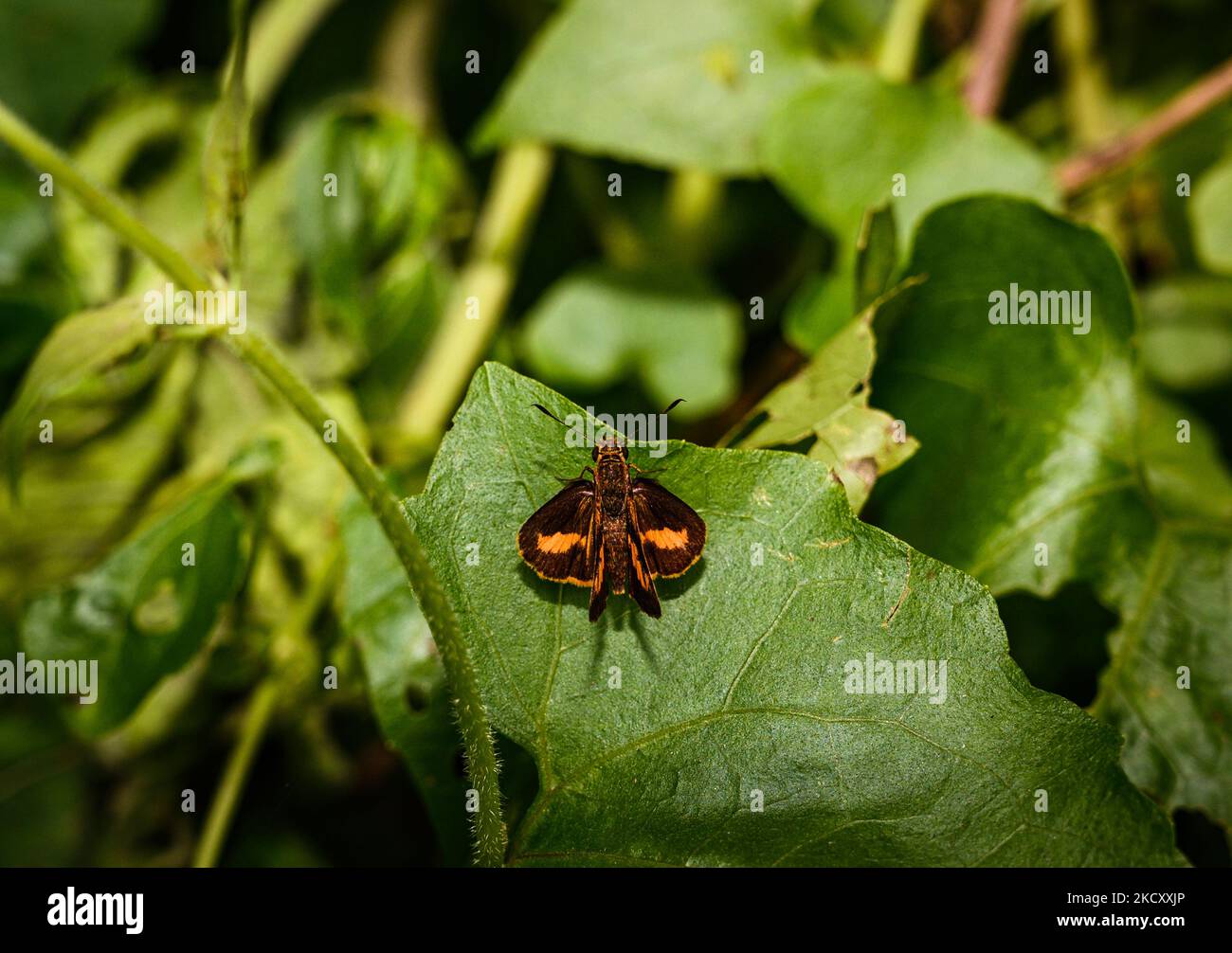 Ein Skipper oder Skipper Schmetterling ist ein Schmetterling der Familie Hesperiidae. Sie sind nach ihren schnellen, verflixten Fluggewohnheiten benannt. Am 12/12/2021 zeigt ein Schiffer-Schmetterling seine bunten Flügel in einem Wald in Tehatta, Westbengalen, Indien. (Foto von Soumyabrata Roy/NurPhoto) Stockfoto