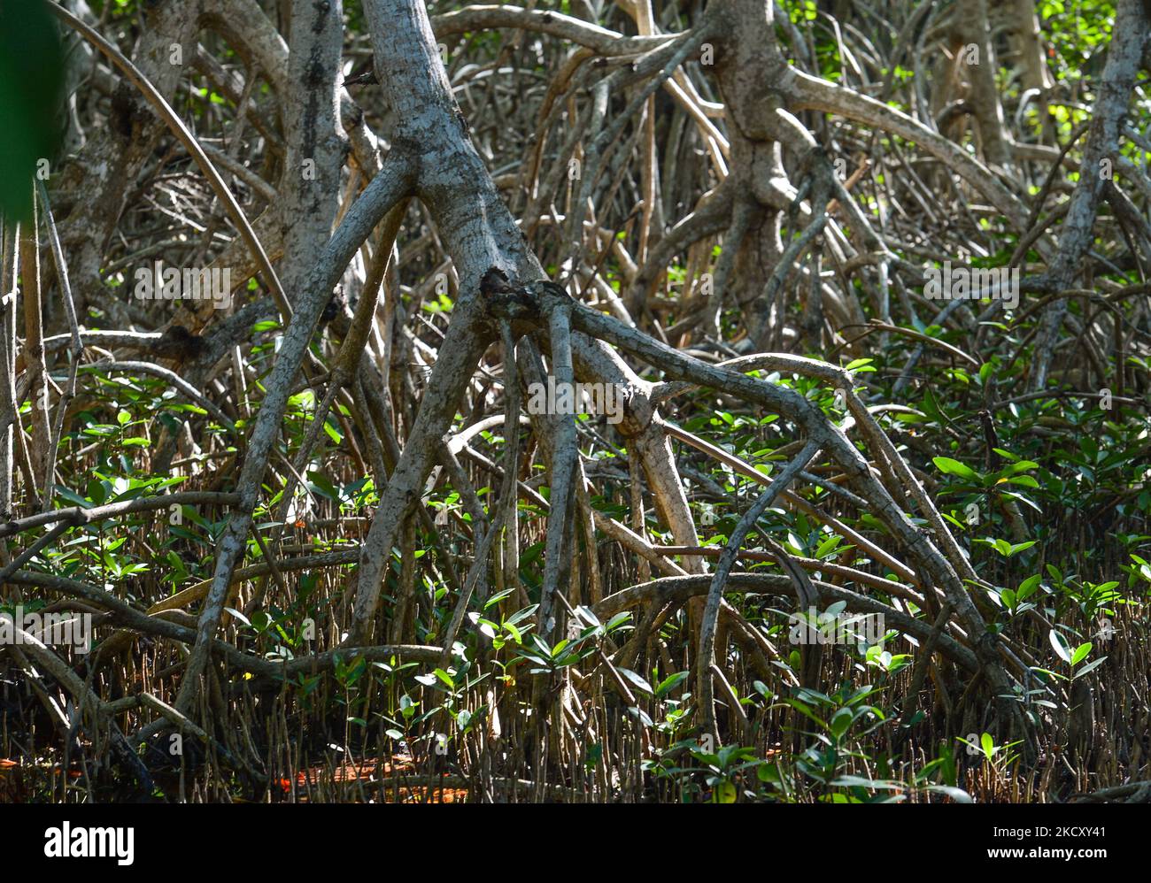 Mangrovenwurzeln bei Ebbe in Celestun. Am Sonntag, 05. Dezember 2021, in Celestun, Yucatan, Mexiko. (Foto von Artur Widak/NurPhoto) Stockfoto