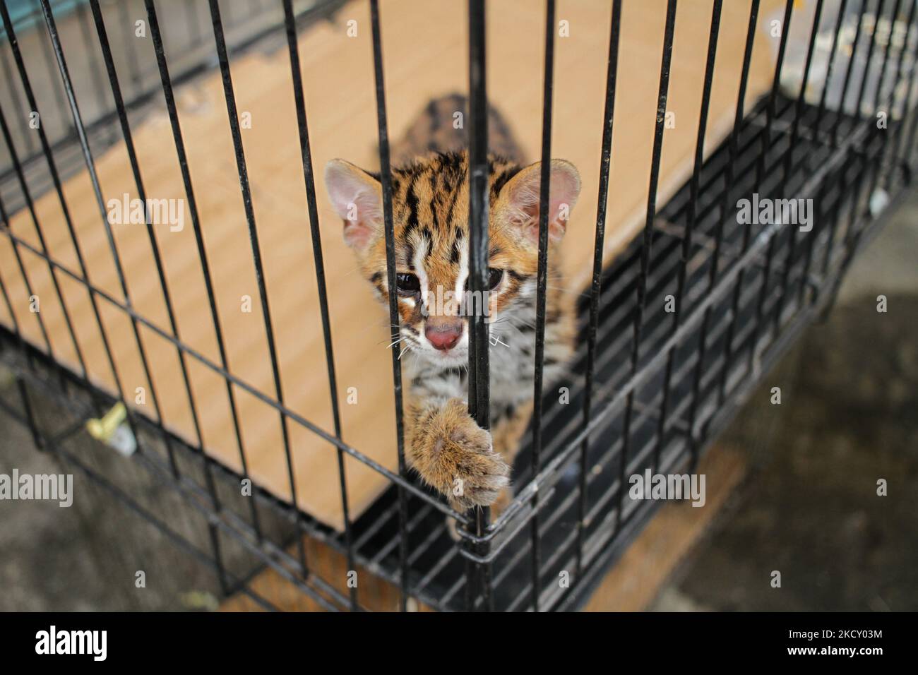 Ein Beamter der Indonesischen Naturschutzbehörde (BKSDA) zeigt die Leopardenkatze (Prionailurus bengalensis), die von den Bewohnern zur Rehabilitation übergeben und dann am 16. Dezember 2021 in den Lebensraum in Lhokseumawe in der Provinz Aceh entlassen wurde. Indonesien. Die Asiatische Leopardenkatze ist ein geschütztes Tier, das von der Internationalen Union zur Erhaltung der Natur (IUCN), die von Habitatverlust und Wilderei bedroht ist, als am wenigsten besorgniserregende Spezies gelistet ist. (Foto von Fachrul Reza/NurPhoto) Stockfoto