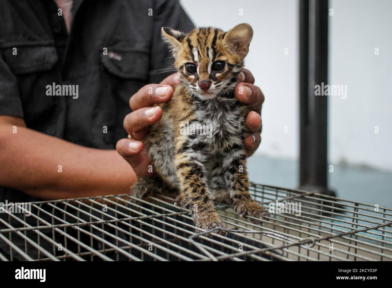 Ein Beamter der Indonesischen Naturschutzbehörde (BKSDA) zeigt die Leopardenkatze (Prionailurus bengalensis), die von den Bewohnern zur Rehabilitation übergeben und dann am 16. Dezember 2021 in den Lebensraum in Lhokseumawe in der Provinz Aceh entlassen wurde. Indonesien. Die Asiatische Leopardenkatze ist ein geschütztes Tier, das von der Internationalen Union zur Erhaltung der Natur (IUCN), die von Habitatverlust und Wilderei bedroht ist, als am wenigsten besorgniserregende Spezies gelistet ist. (Foto von Fachrul Reza/NurPhoto) Stockfoto