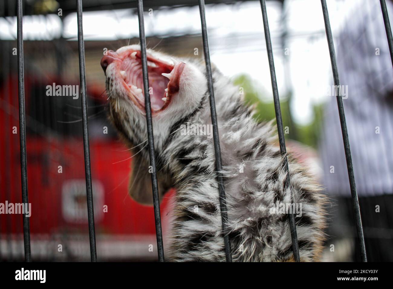 Ein Beamter der Indonesischen Naturschutzbehörde (BKSDA) zeigt die Leopardenkatze (Prionailurus bengalensis), die von den Bewohnern zur Rehabilitation übergeben und dann am 16. Dezember 2021 in den Lebensraum in Lhokseumawe in der Provinz Aceh entlassen wurde. Indonesien. Die Asiatische Leopardenkatze ist ein geschütztes Tier, das von der Internationalen Union zur Erhaltung der Natur (IUCN), die von Habitatverlust und Wilderei bedroht ist, als am wenigsten besorgniserregende Spezies gelistet ist. (Foto von Fachrul Reza/NurPhoto) Stockfoto