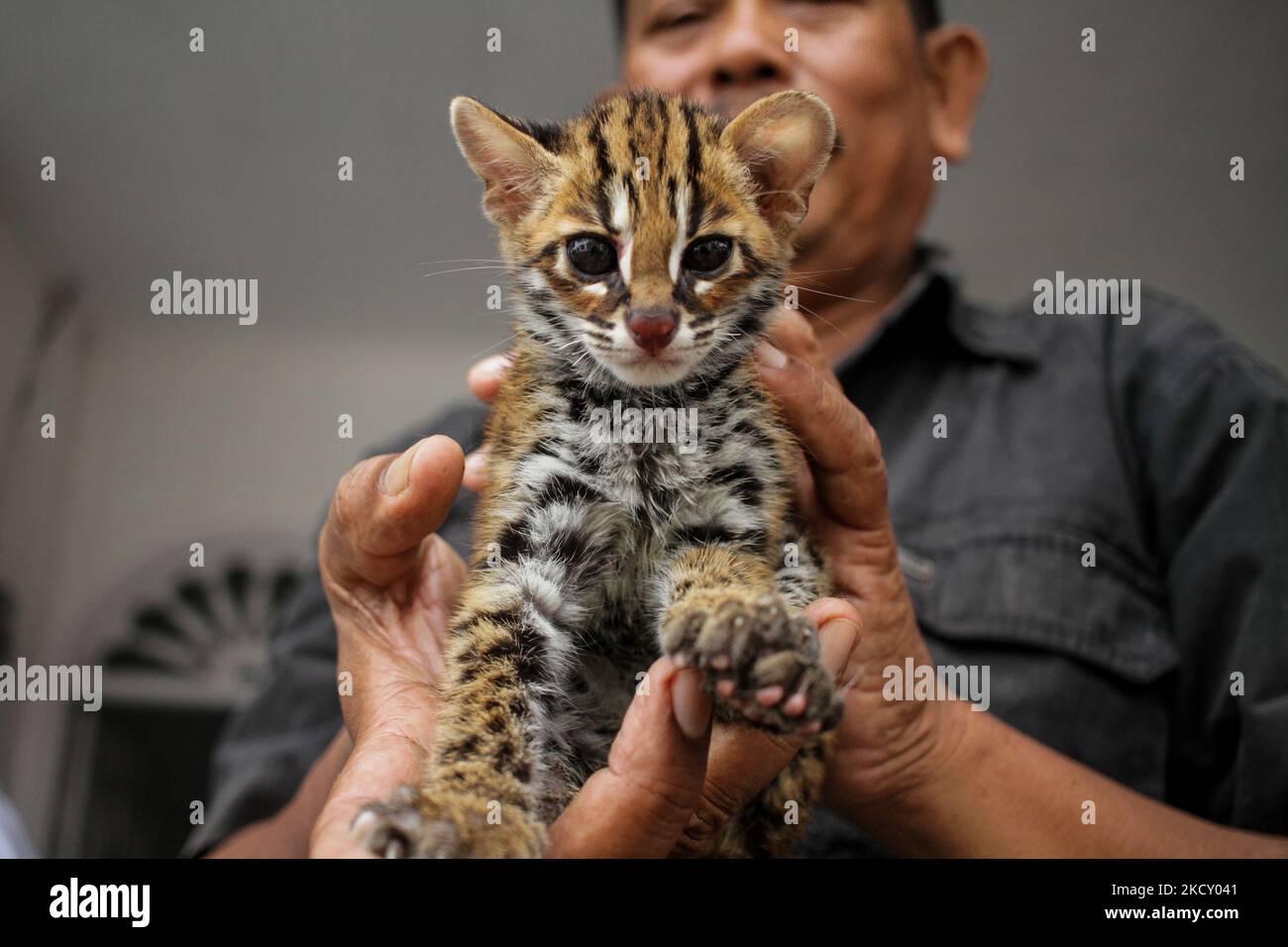 Ein Beamter der Indonesischen Naturschutzbehörde (BKSDA) zeigt die Leopardenkatze (Prionailurus bengalensis), die von den Bewohnern zur Rehabilitation übergeben und dann am 16. Dezember 2021 in den Lebensraum in Lhokseumawe in der Provinz Aceh entlassen wurde. Indonesien. Die Asiatische Leopardenkatze ist ein geschütztes Tier, das von der Internationalen Union zur Erhaltung der Natur (IUCN), die von Habitatverlust und Wilderei bedroht ist, als am wenigsten besorgniserregende Spezies gelistet ist. (Foto von Fachrul Reza/NurPhoto) Stockfoto