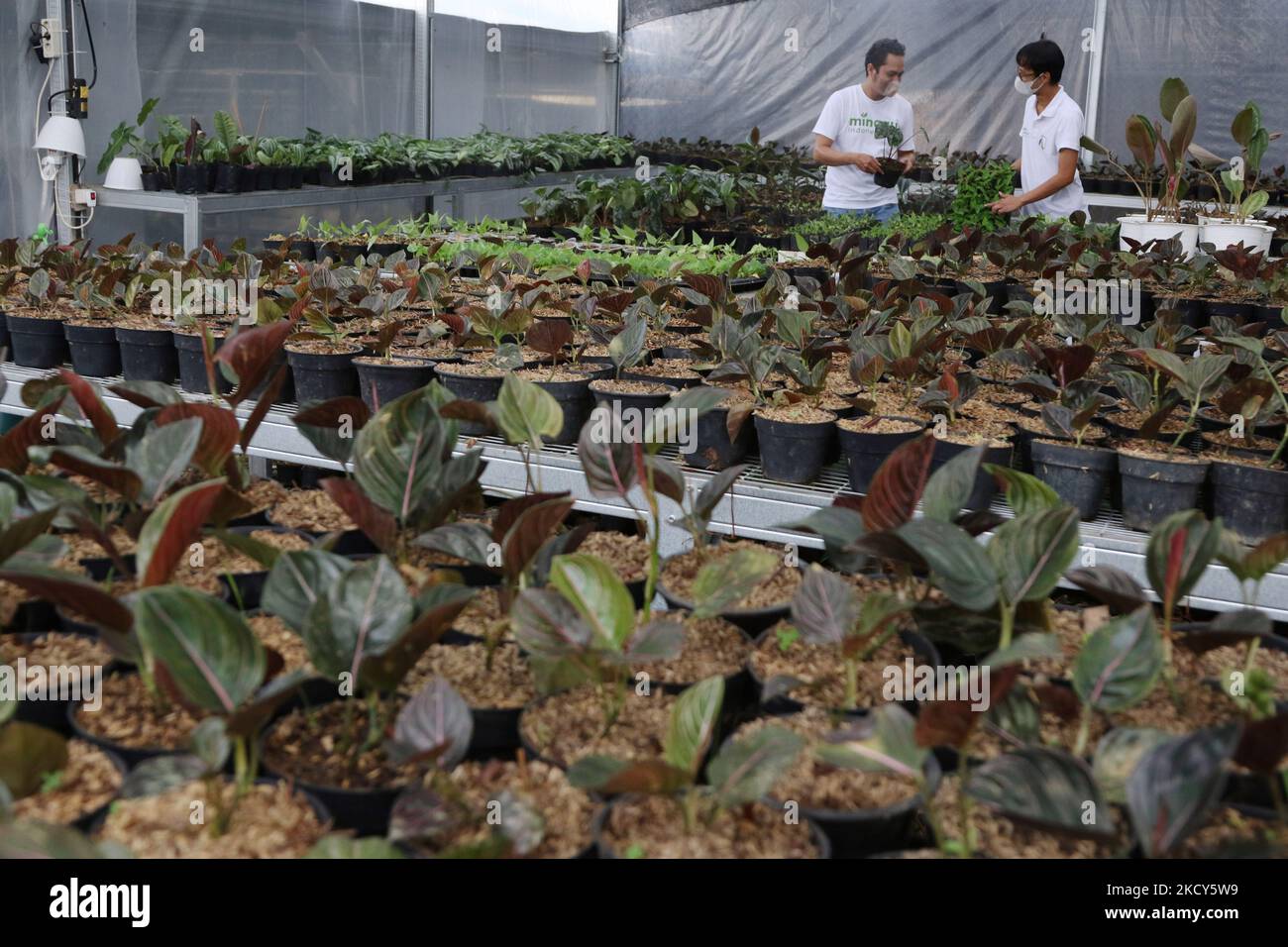 Am 18. Dezember 2021 inspizieren Gärtner Topfpflanzen im Minaqui Home Indonesia Green House in Bogor, West Java. Minaqui Indonesia propagiert Zierpflanzen aus verschiedenen Pflanzenvarianten für den Export in 20 Länder. (Foto von Dasril Roszandi/NurPhoto) Stockfoto