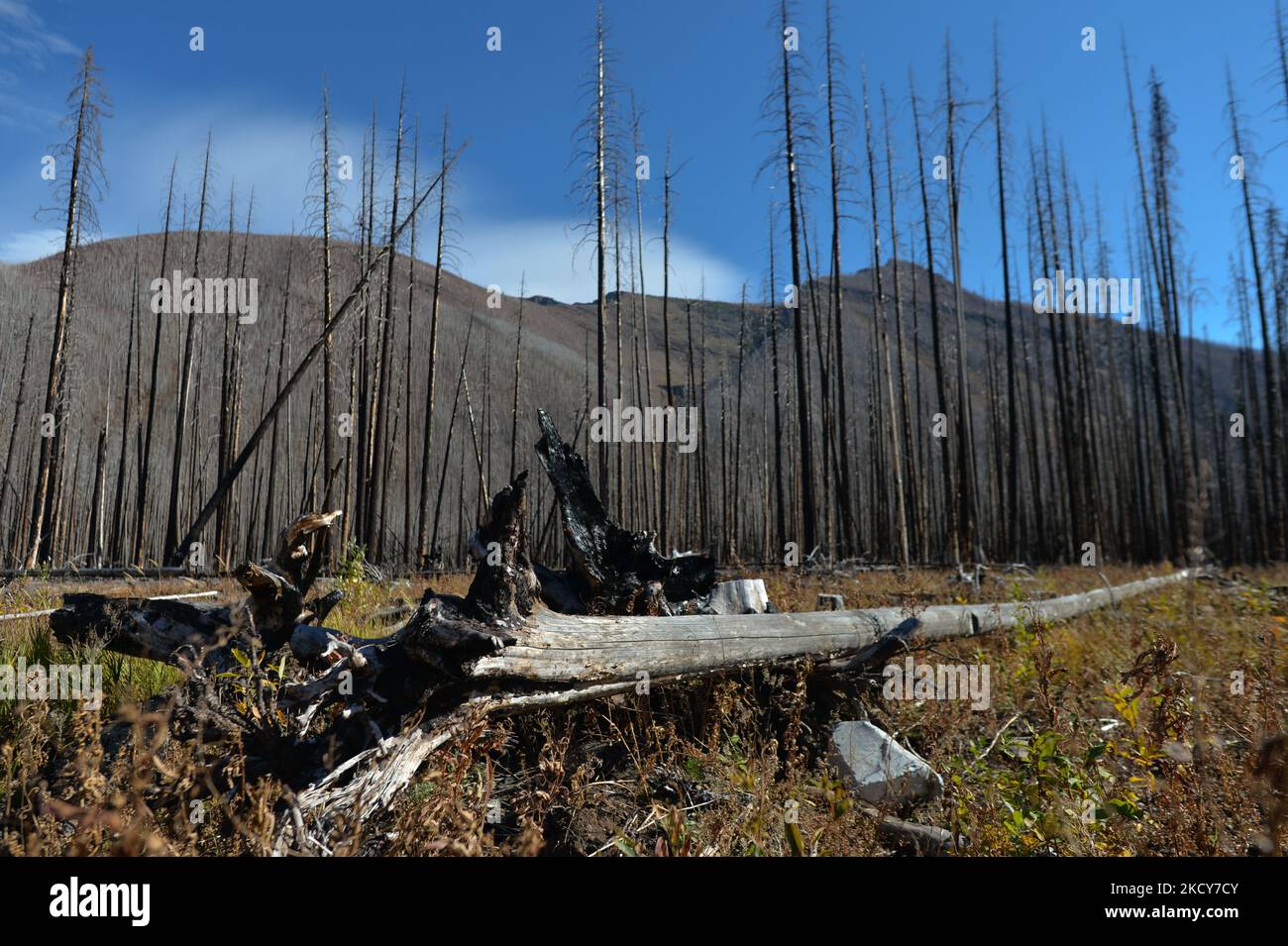 Der verbrannte Wald des Akamina Highway, Waterton Lakes National Park. Am Dienstag, den 5. Oktober 2021, in Waterton, Alberta, Kanada. (Foto von Artur Widak/NurPhoto) Stockfoto