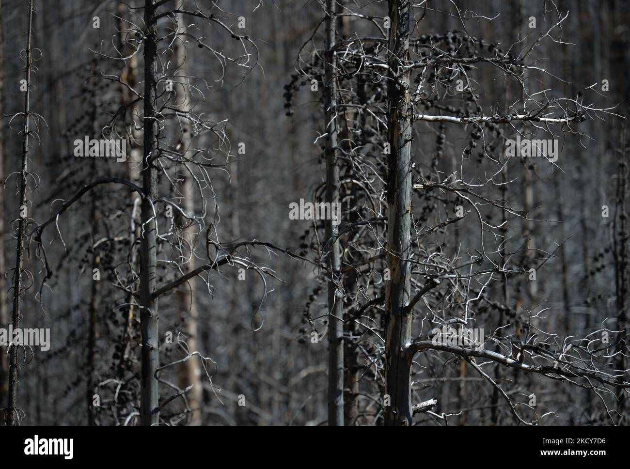 Der verbrannte Wald des Akamina Highway, Waterton Lakes National Park. Am Dienstag, den 5. Oktober 2021, in Waterton, Alberta, Kanada. (Foto von Artur Widak/NurPhoto) Stockfoto