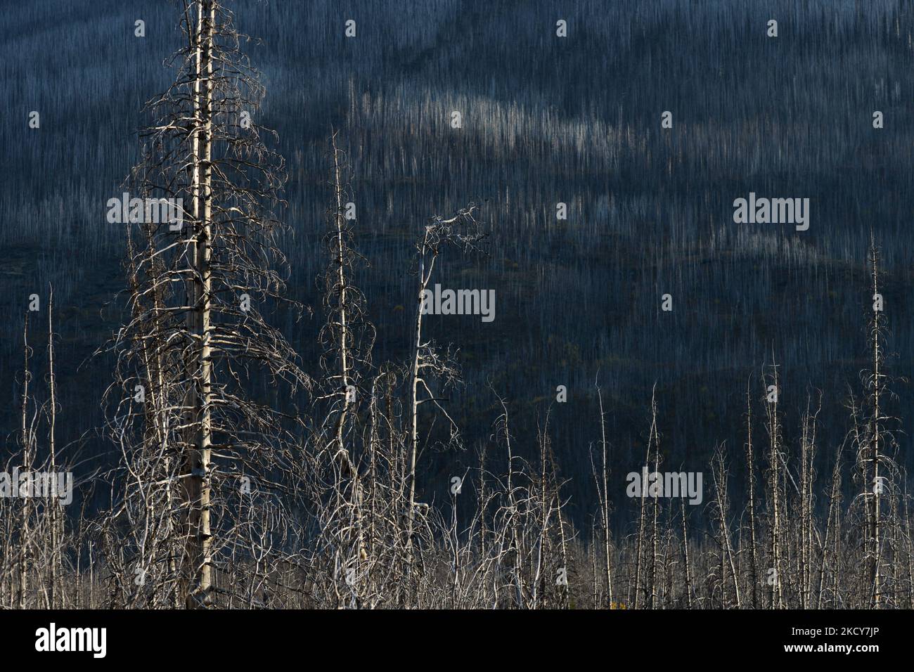 Der verbrannte Wald in der Nähe von Waterton, Waterton Lakes National Park. Am Mittwoch, den 6. Oktober 2021, in Waterton, Alberta, Kanada. (Foto von Artur Widak/NurPhoto) Stockfoto
