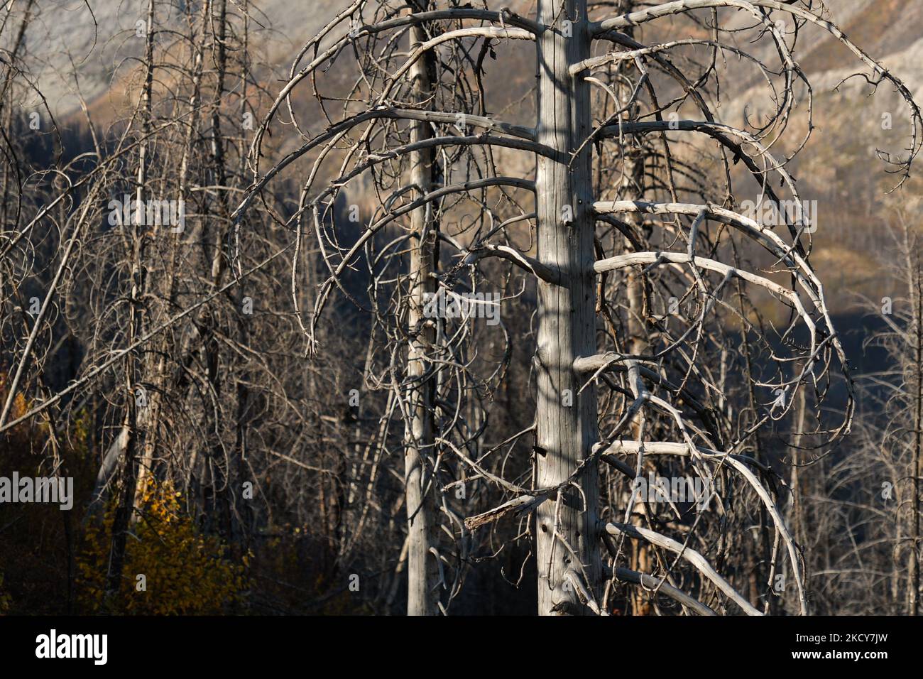 Der verbrannte Wald in der Nähe von Waterton, Waterton Lakes National Park. Am Mittwoch, den 6. Oktober 2021, in Waterton, Alberta, Kanada. (Foto von Artur Widak/NurPhoto) Stockfoto