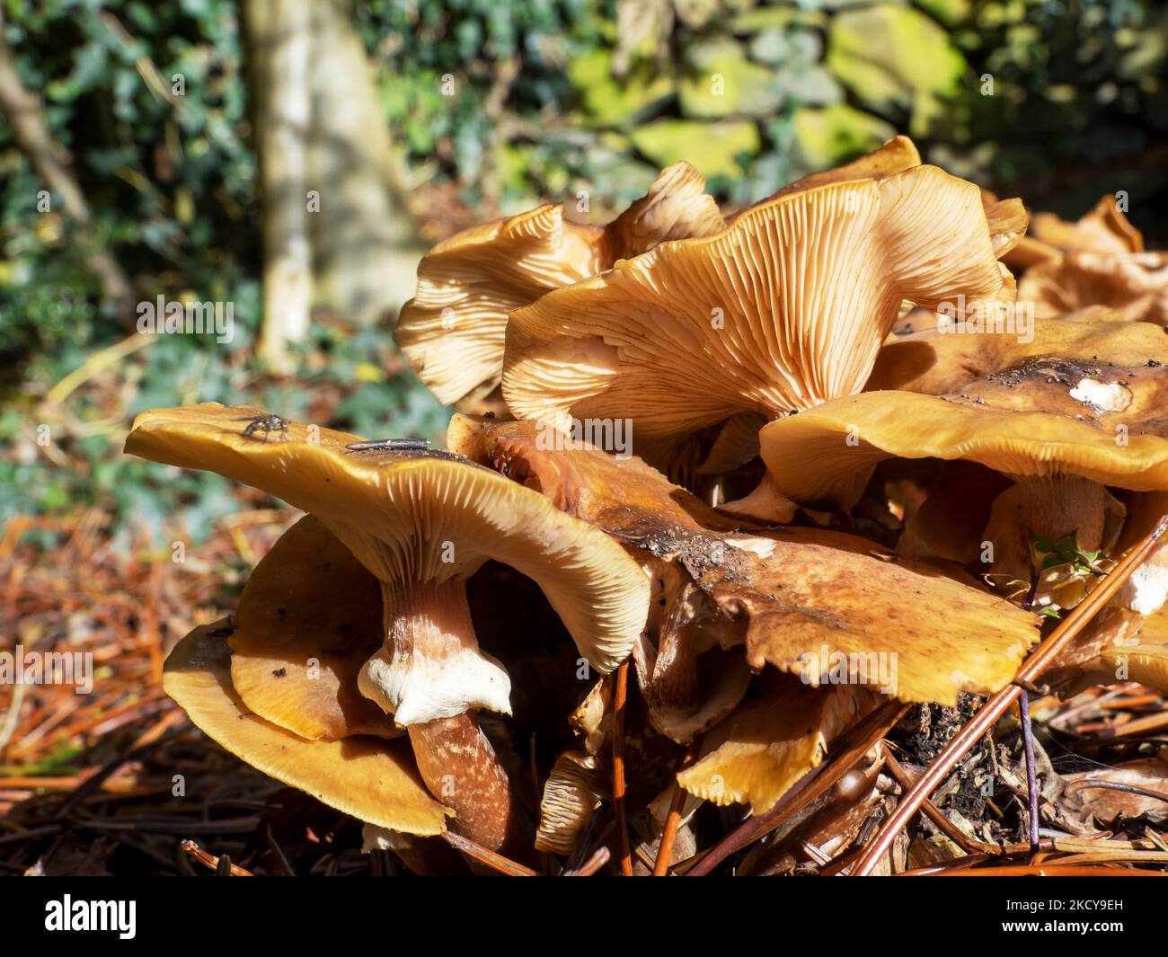 Funghi in Holehird Gardens, Windermere, Lake District, Großbritannien. Stockfoto