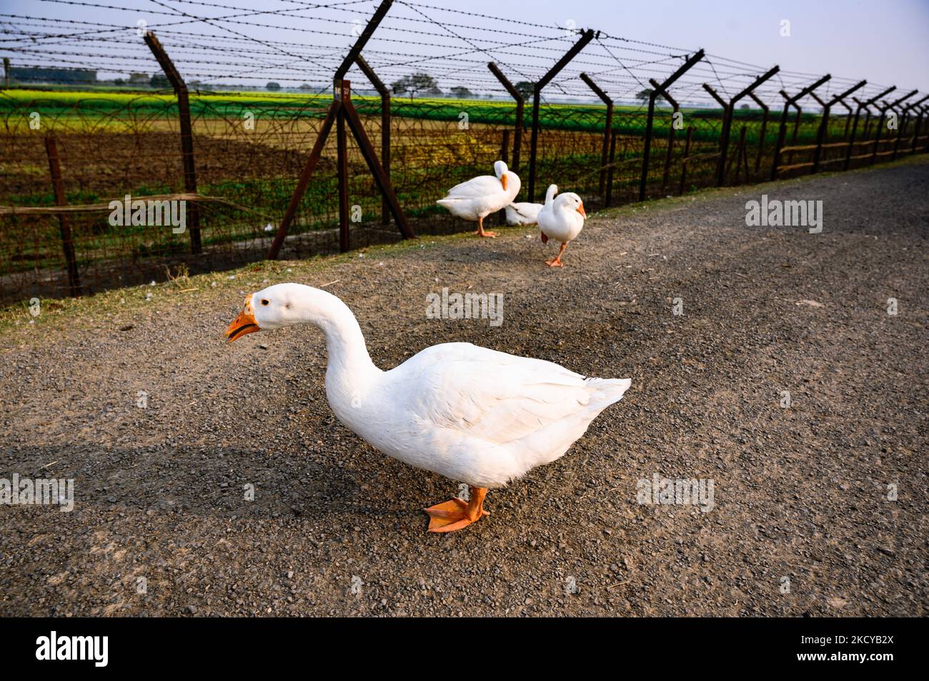 Die Gänsevögel kommen am Nachmittag zum Schwimmen und Sonnenbaden am Rand eines Teiches neben dem internationalen Grenzzäunungs- und Grenzschutzlager Indien-Bangladesch (Foto: Soumyabrata Roy/NurPhoto) Stockfoto