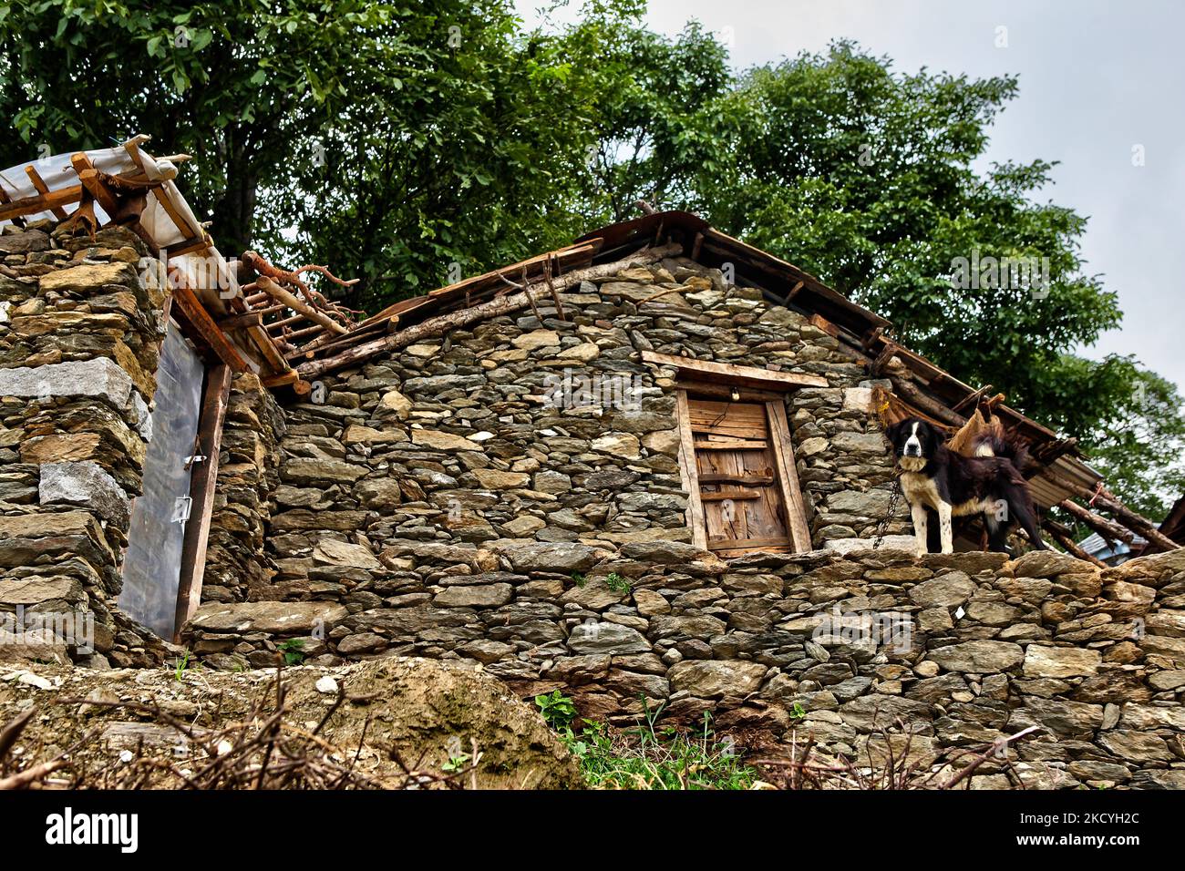 Hund vor einem traditionellen Dorfhaus in einem abgelegenen Bergdorf in Himachal Pradesh, Indien. (Foto von Creative Touch Imaging Ltd./NurPhoto) Stockfoto